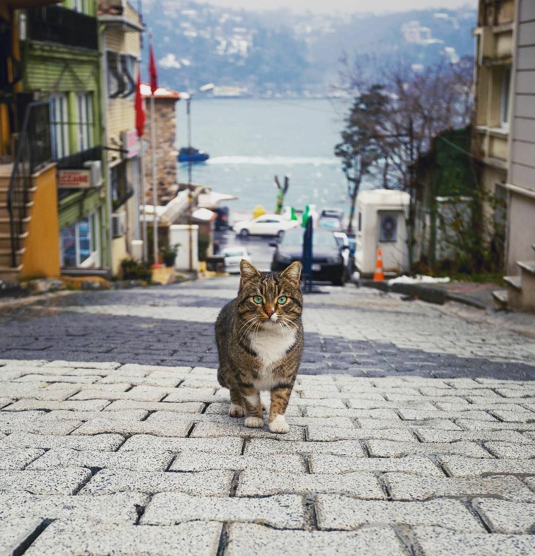 Istambul nice cat