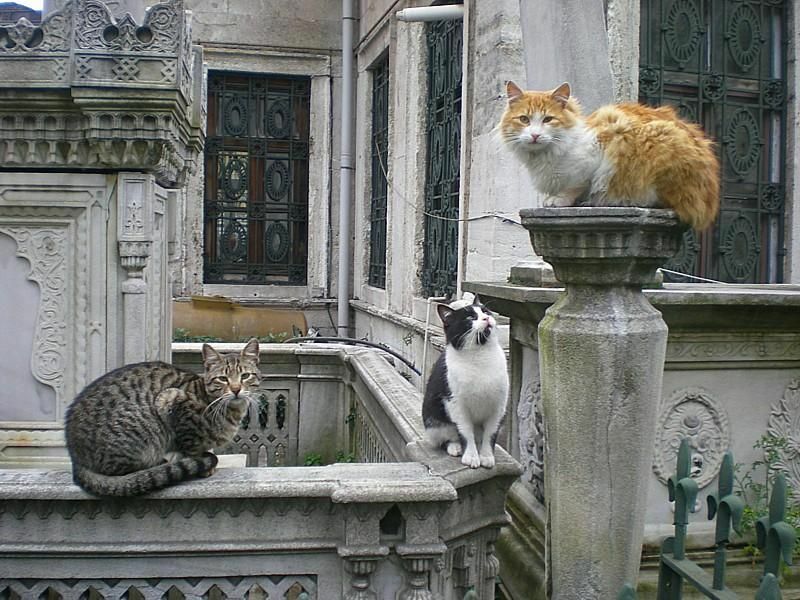 Istambul cats