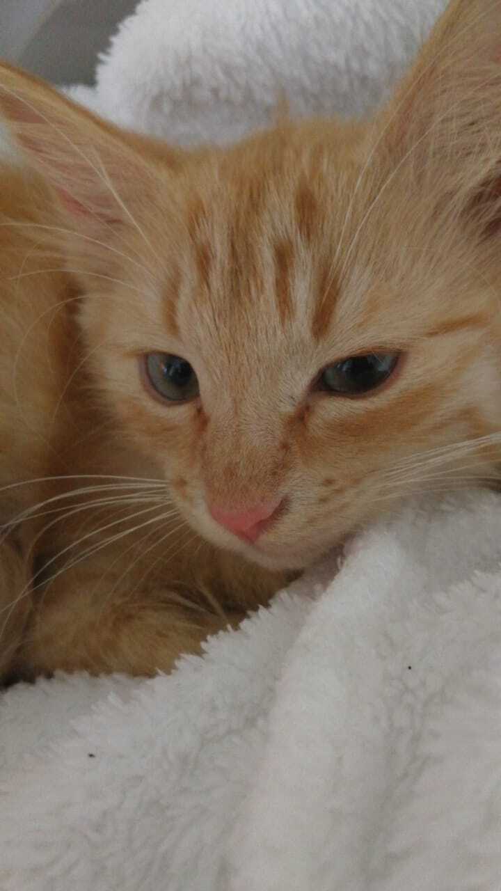 Kitty)