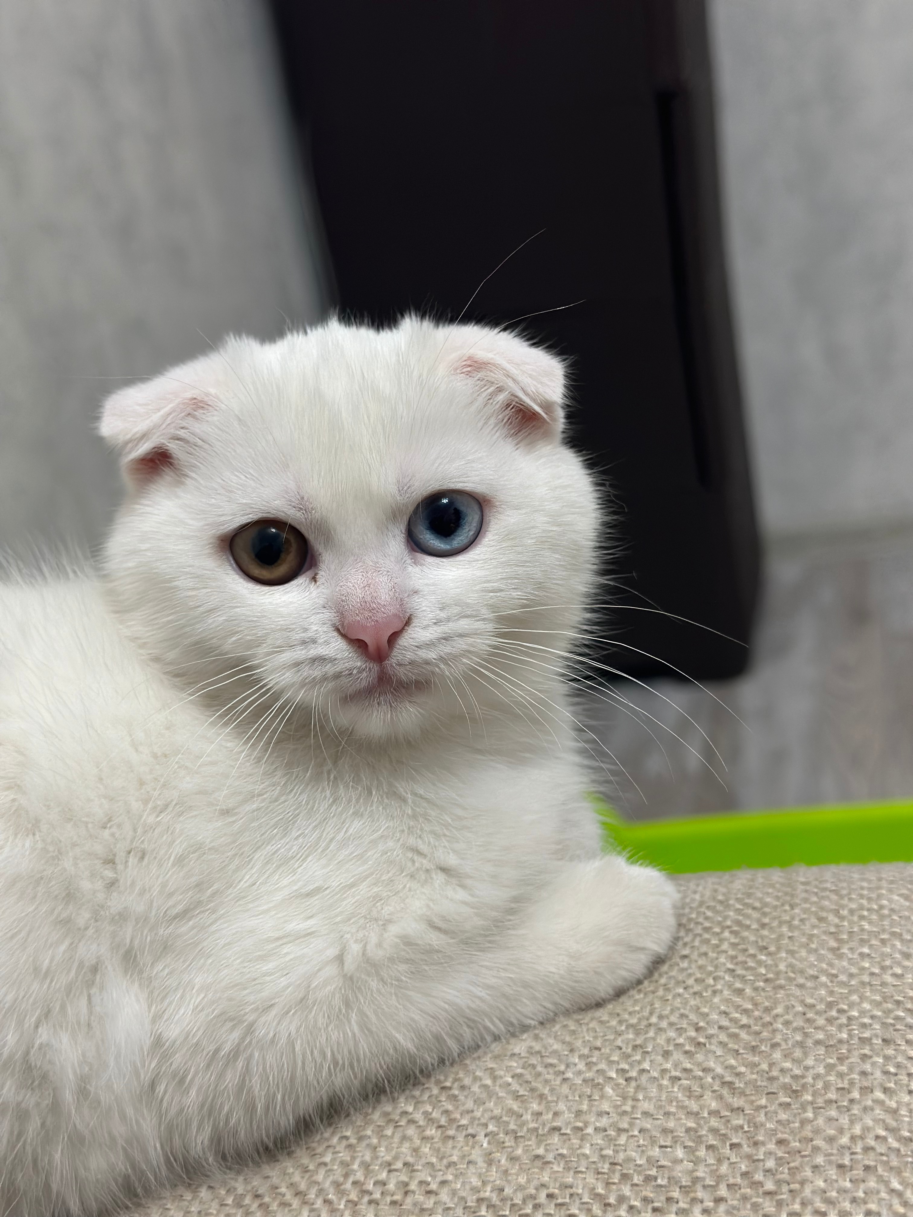 Вислоухий кот