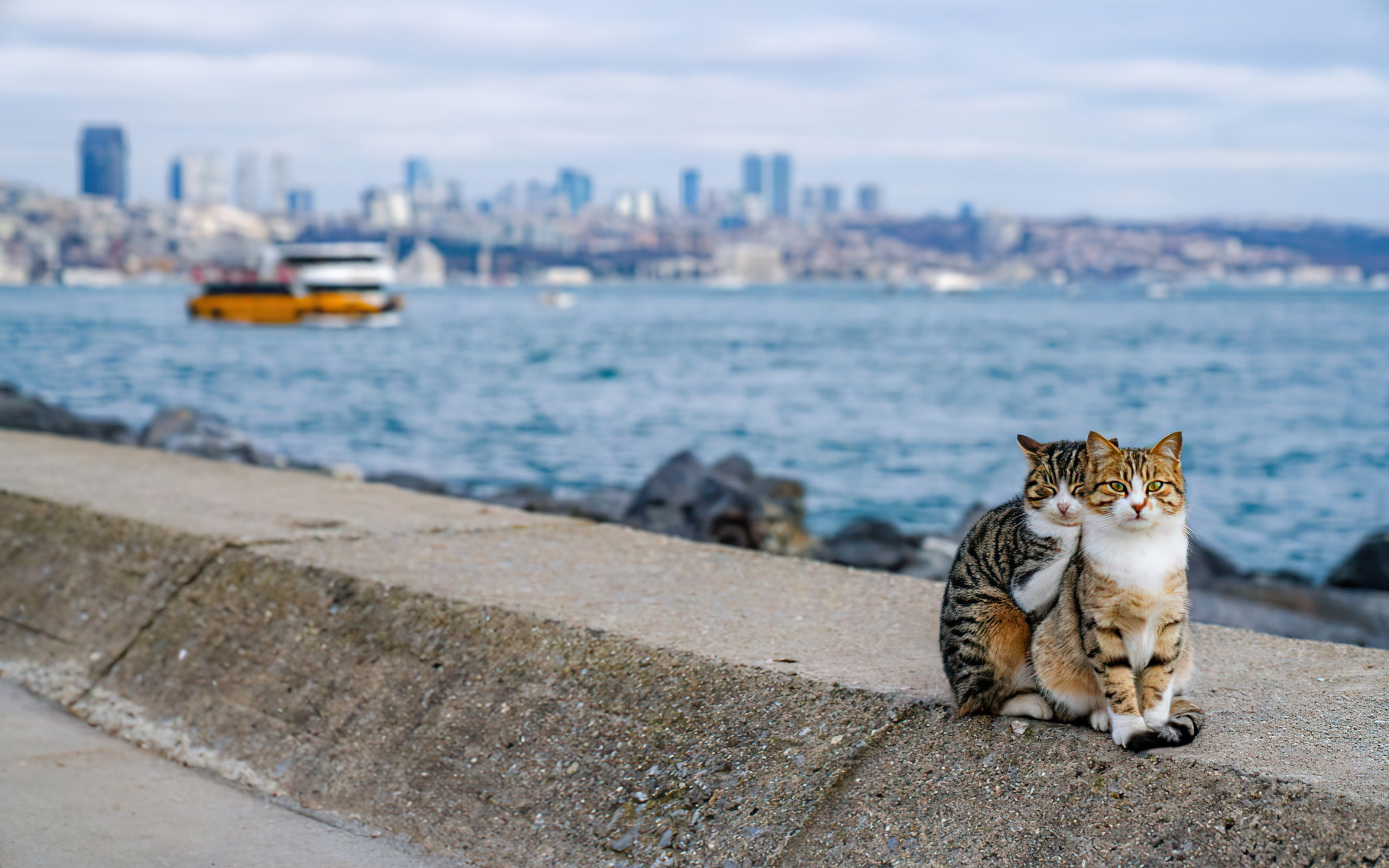 Love cats