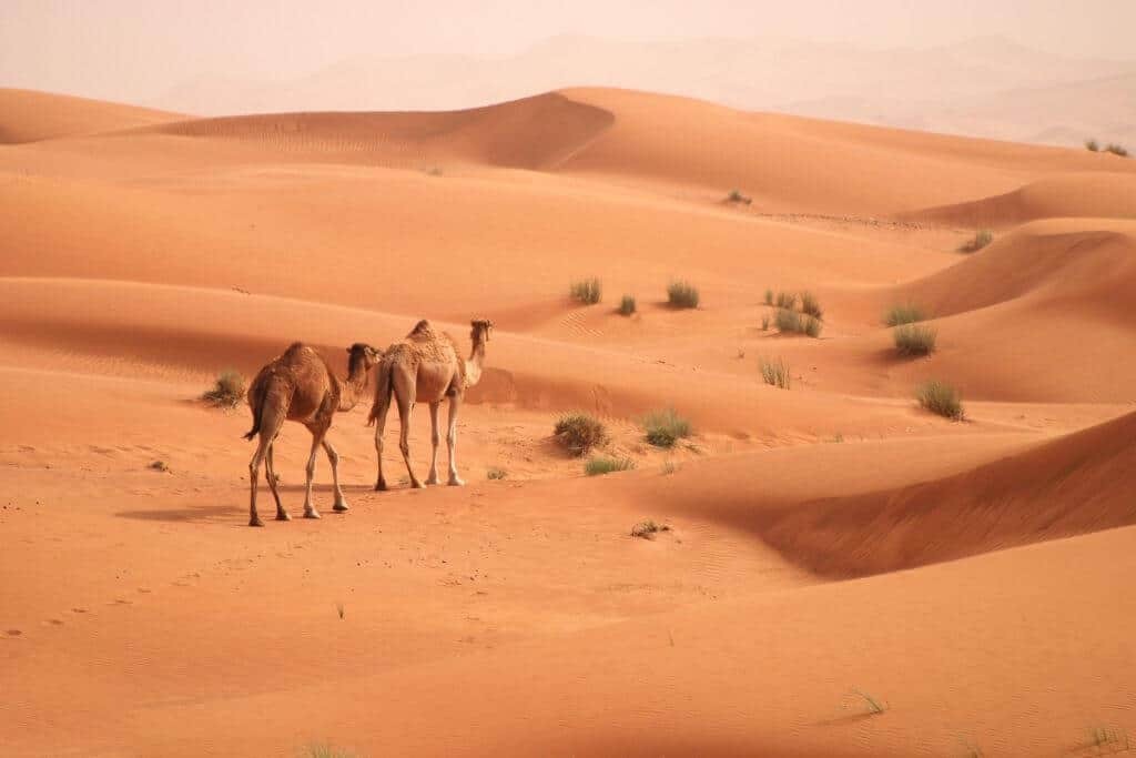 UAE Desert